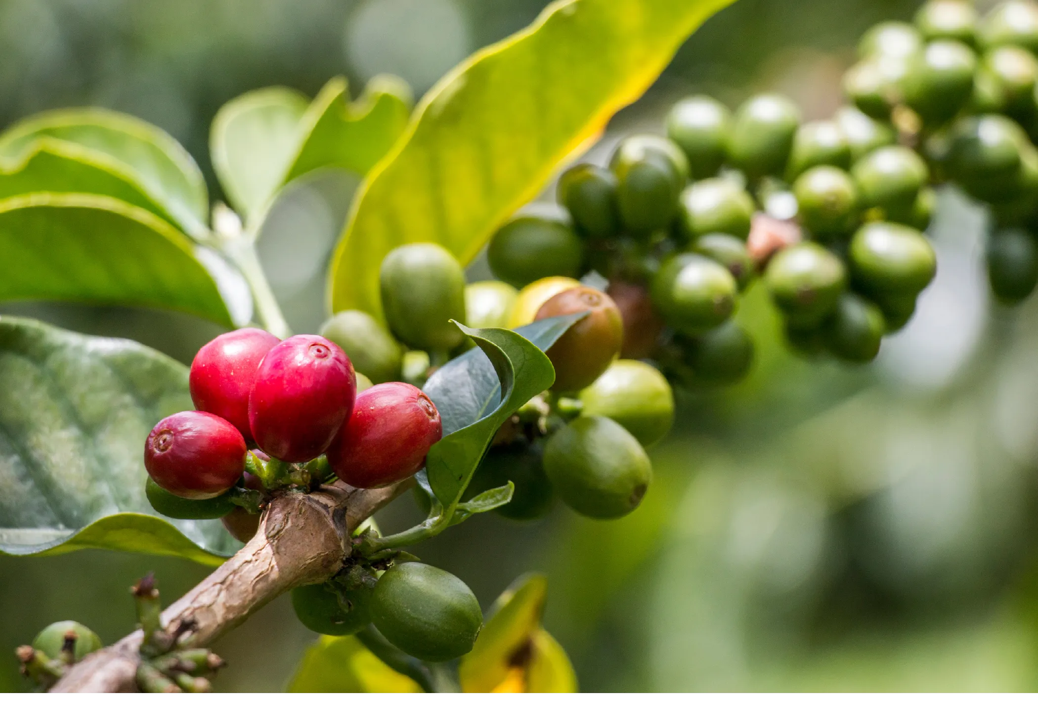 さらにおいしく、より椿屋らしく。
