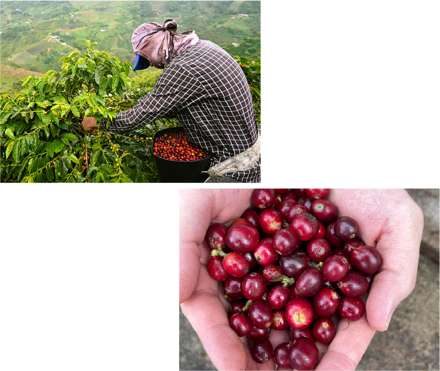 椿屋珈琲で使用しているコーヒー豆の生産国であるコロンビアの農園
