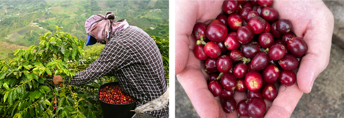 椿屋珈琲で使用しているコーヒー豆の生産国であるコロンビアの農園